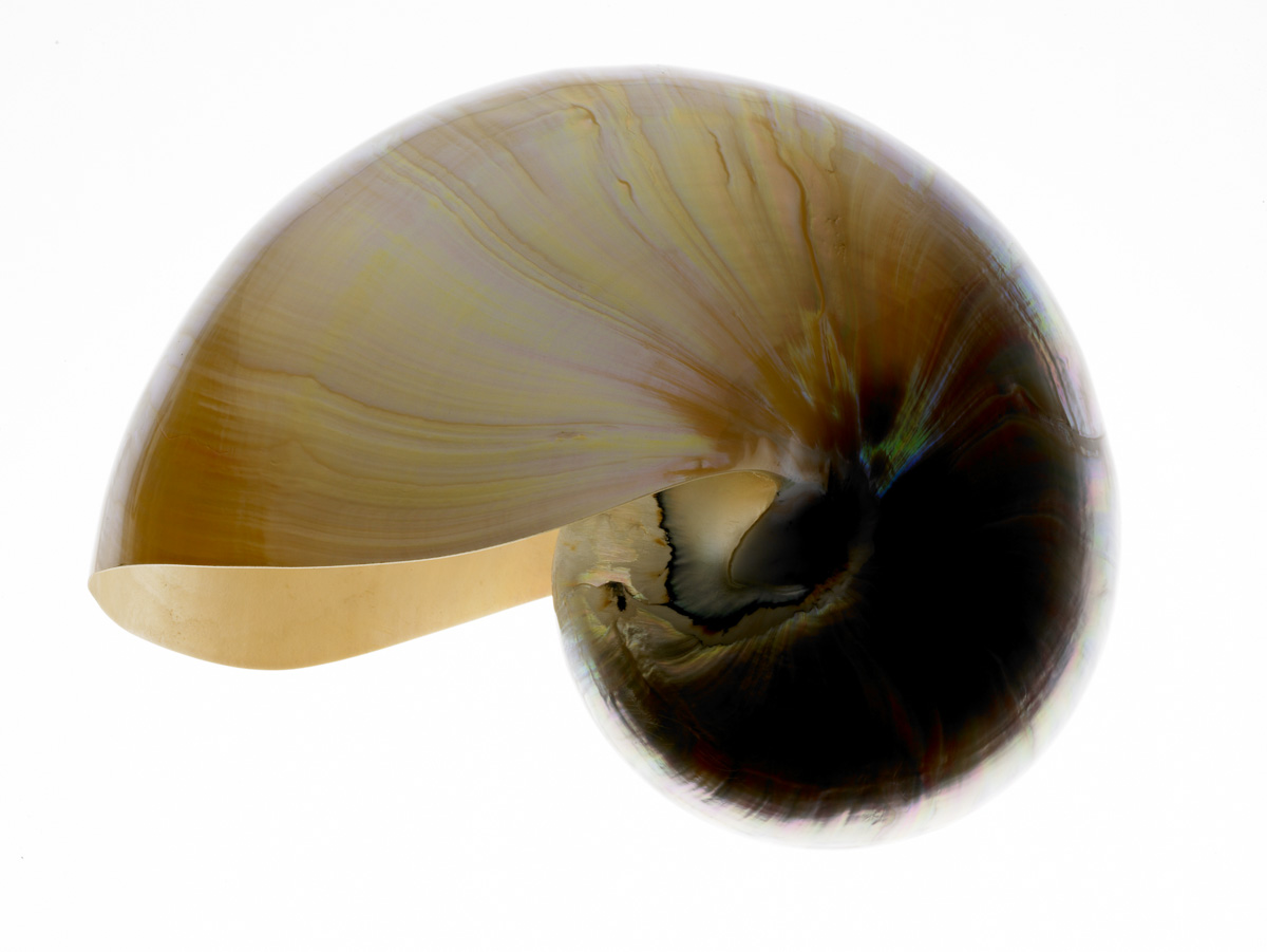 Shells