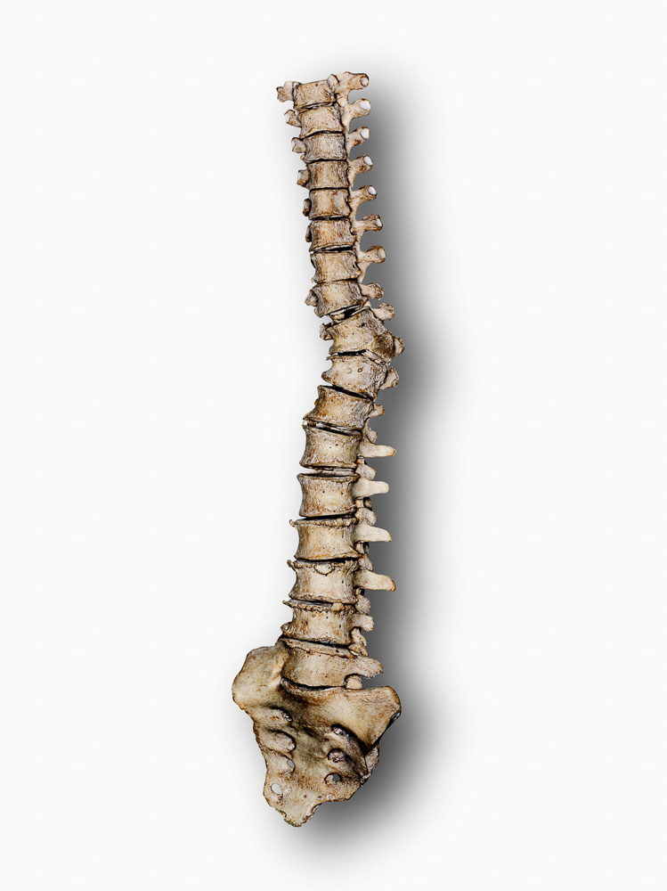 backbone on white background with shadow 