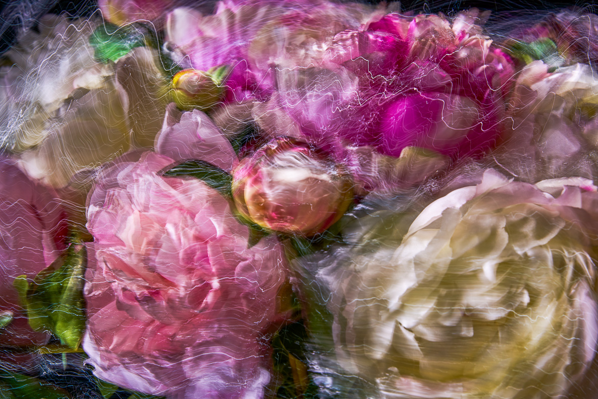 peonies flowers with movement an light trails